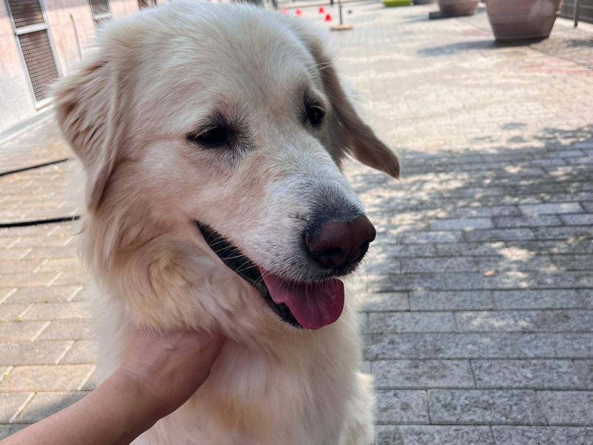 Adotta un cane, maschio, 6 anni  e 5 mesi , Milano