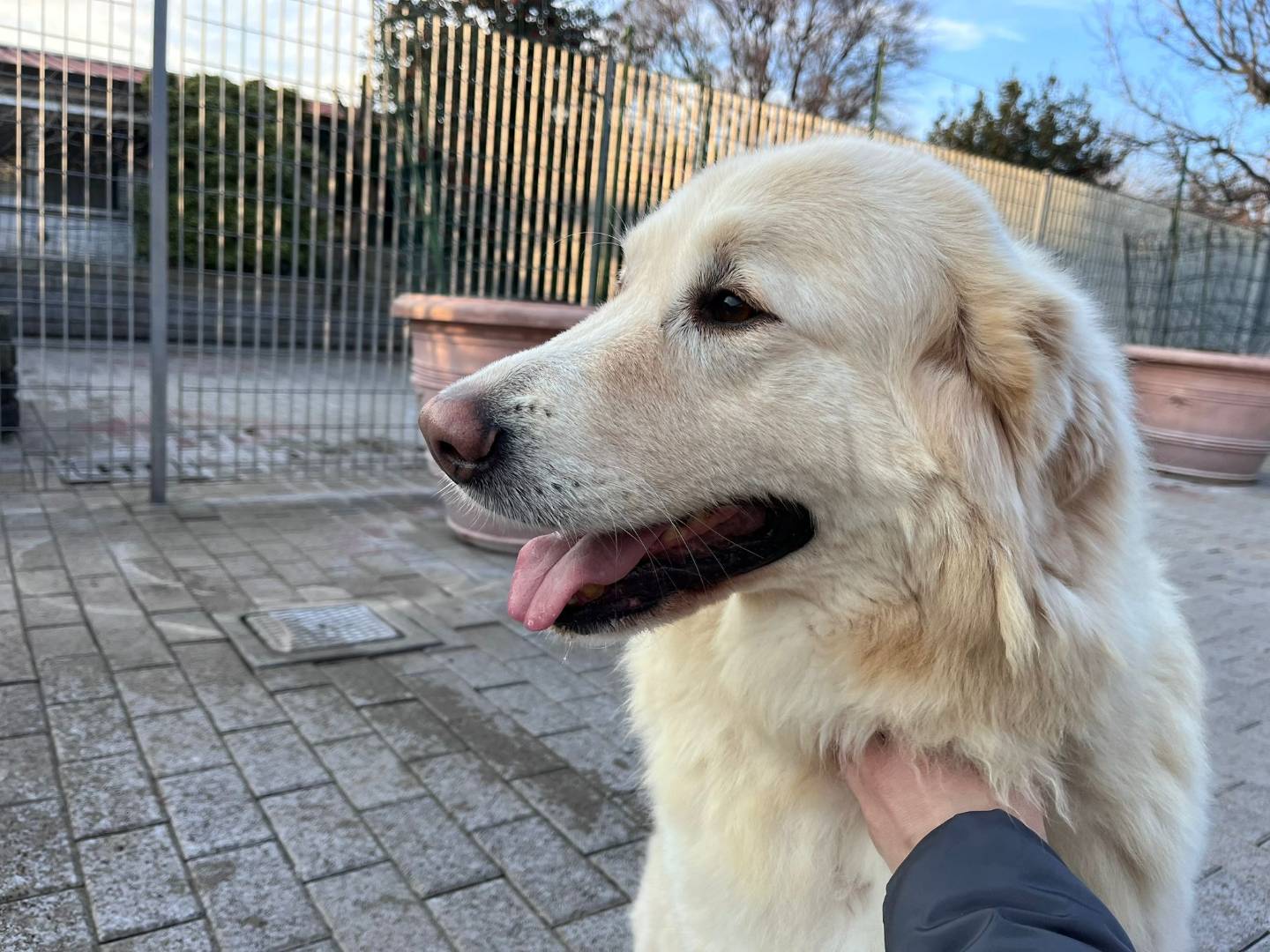Adotta il cane SALOMONE a Milano