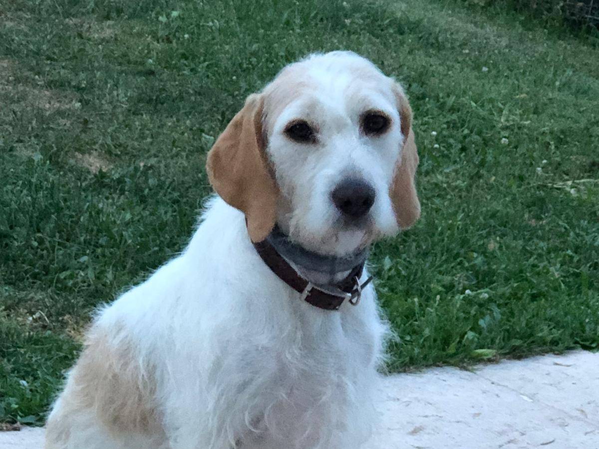 Adotta un cane, femmina, 3 anni  e 8 mesi , Verona