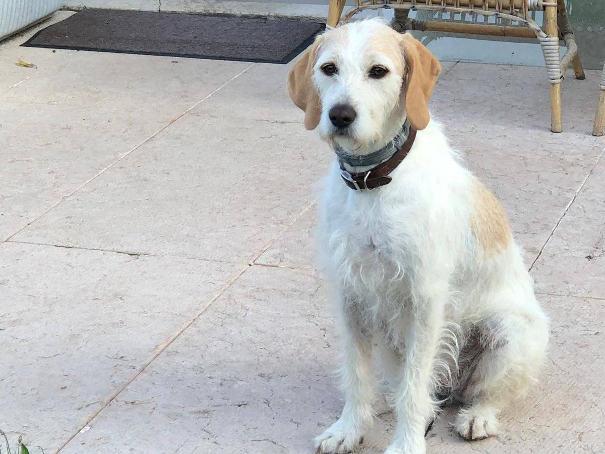 Adotta un cane, taglia media, femmina, Verona