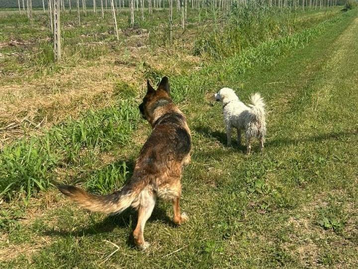 Vuoi adottare un cane a Verona?