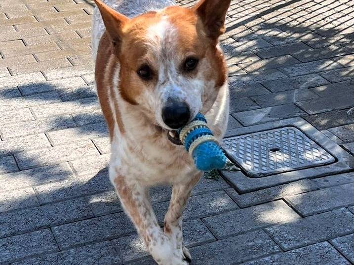 Adotta un cane, maschio, 7 anni  e 3 mesi , Milano