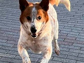 Vuoi adottare un cane a Milano?