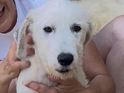 Foto 3 dell'animale