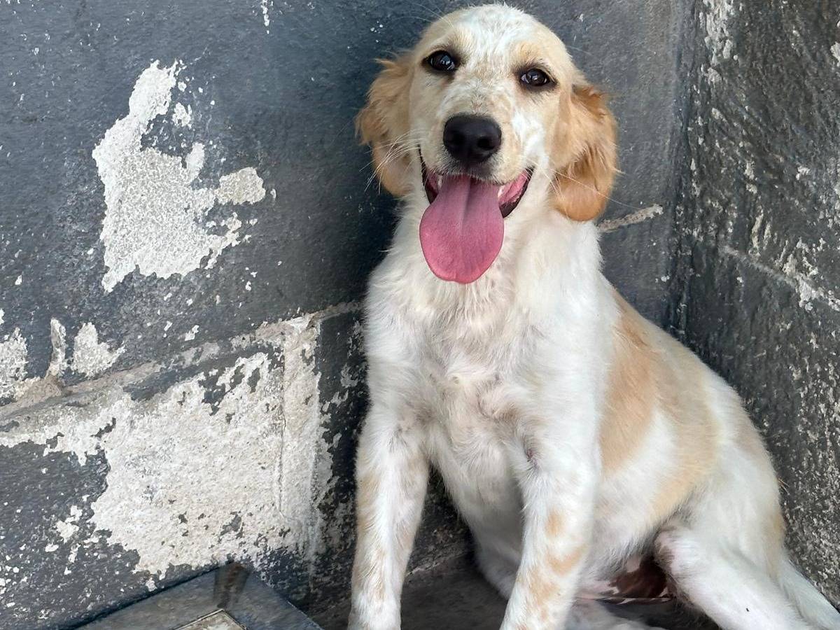 Foto dell'animale