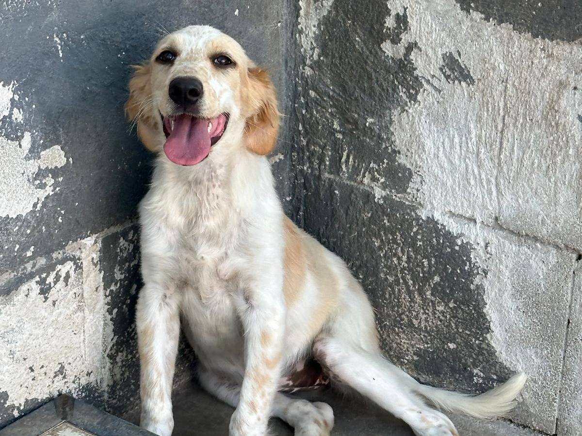 Adotta un cane, femmina, 5 mesi, Caserta