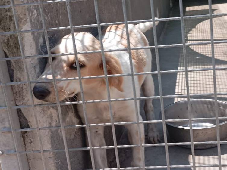 Adotta un cane, taglia media, femmina, Caserta