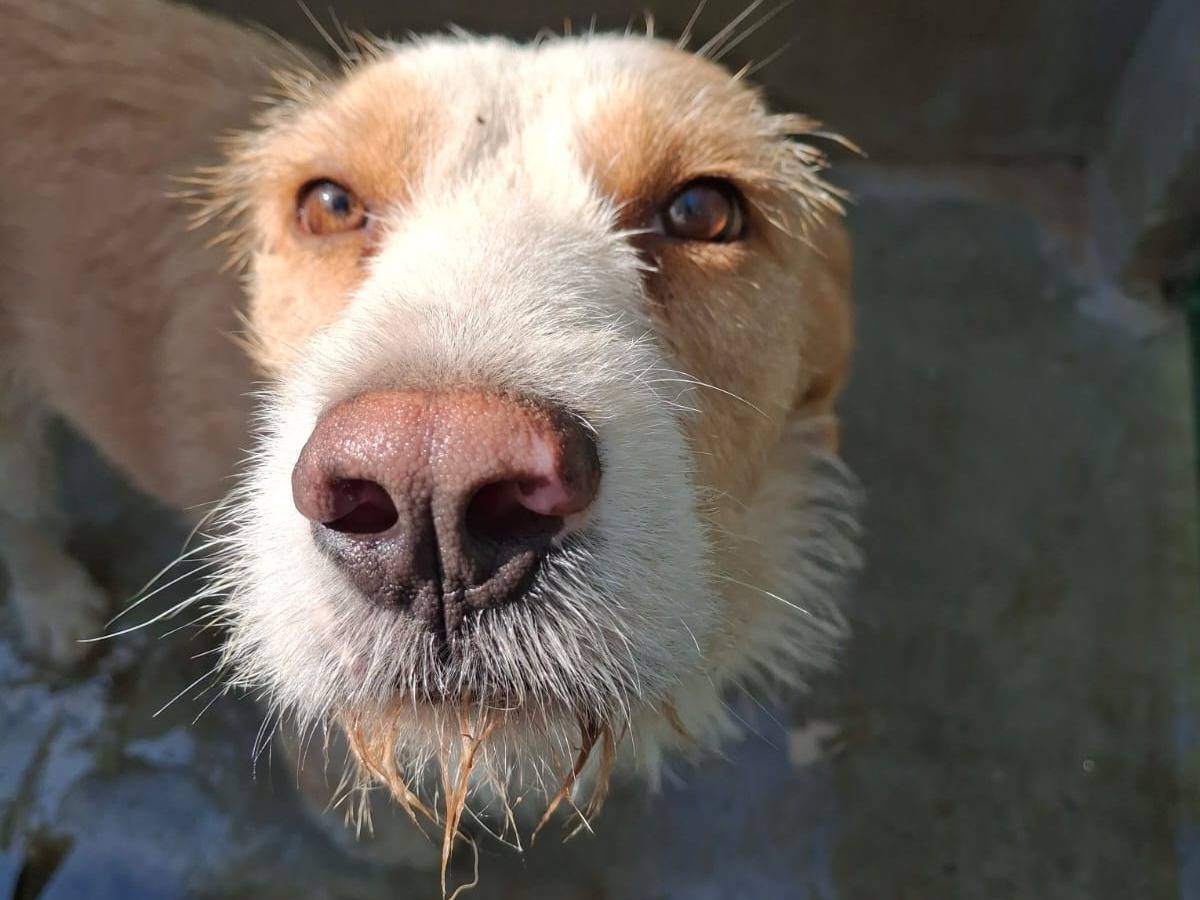 Adozione cane, maschio, Razza sconosciuta Razza sconosciuta, 11 mesi, taglia media, Caserta