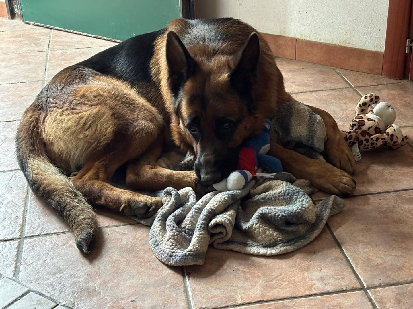 Foto dell'animale