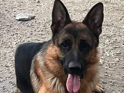 Adotta un cane, maschio, 2 anni  e 11 mesi , Verona