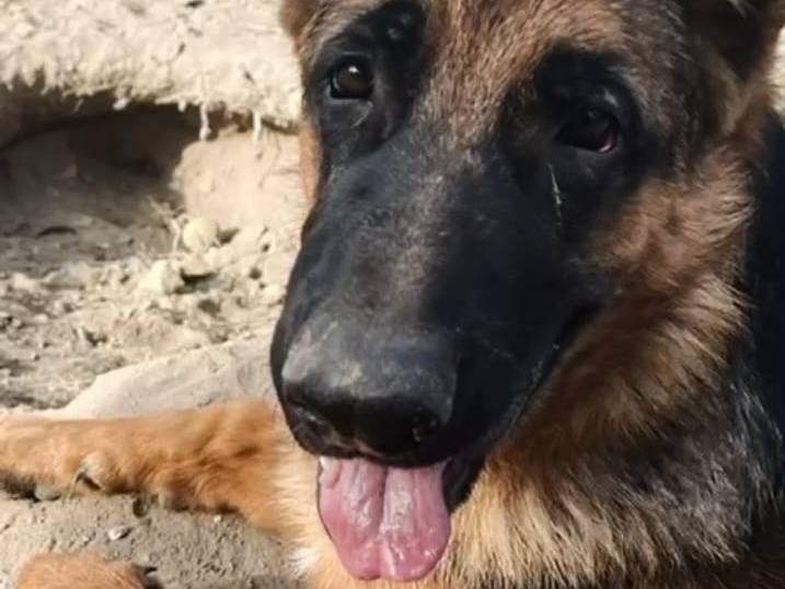 Adotta un cane, taglia grande, maschio, Verona