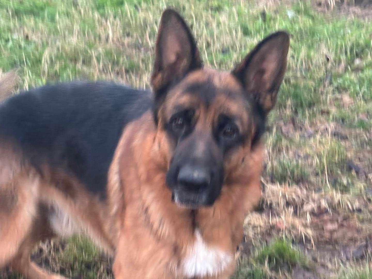 Vuoi adottare un cane a Verona?