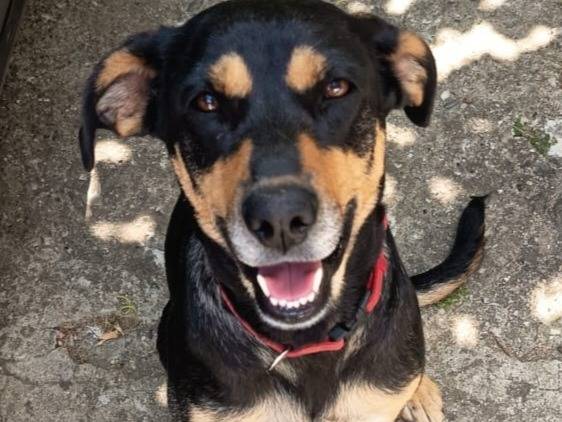Adotta un cane, femmina, 1 anno e 11 mesi , Milano
