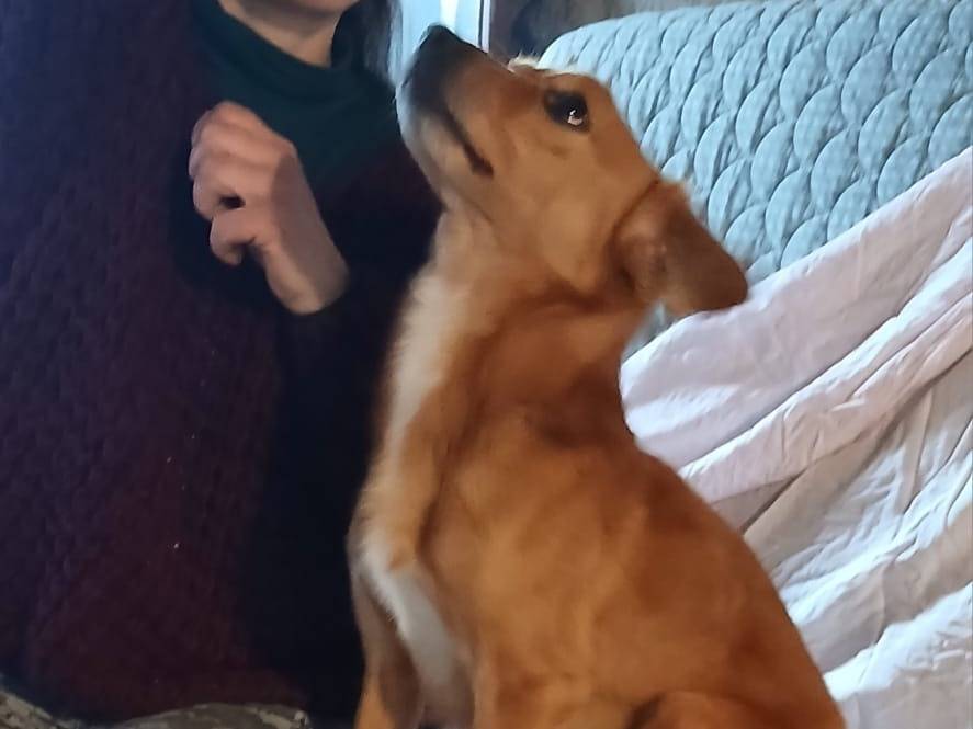 Vuoi adottare un cane a Verona?