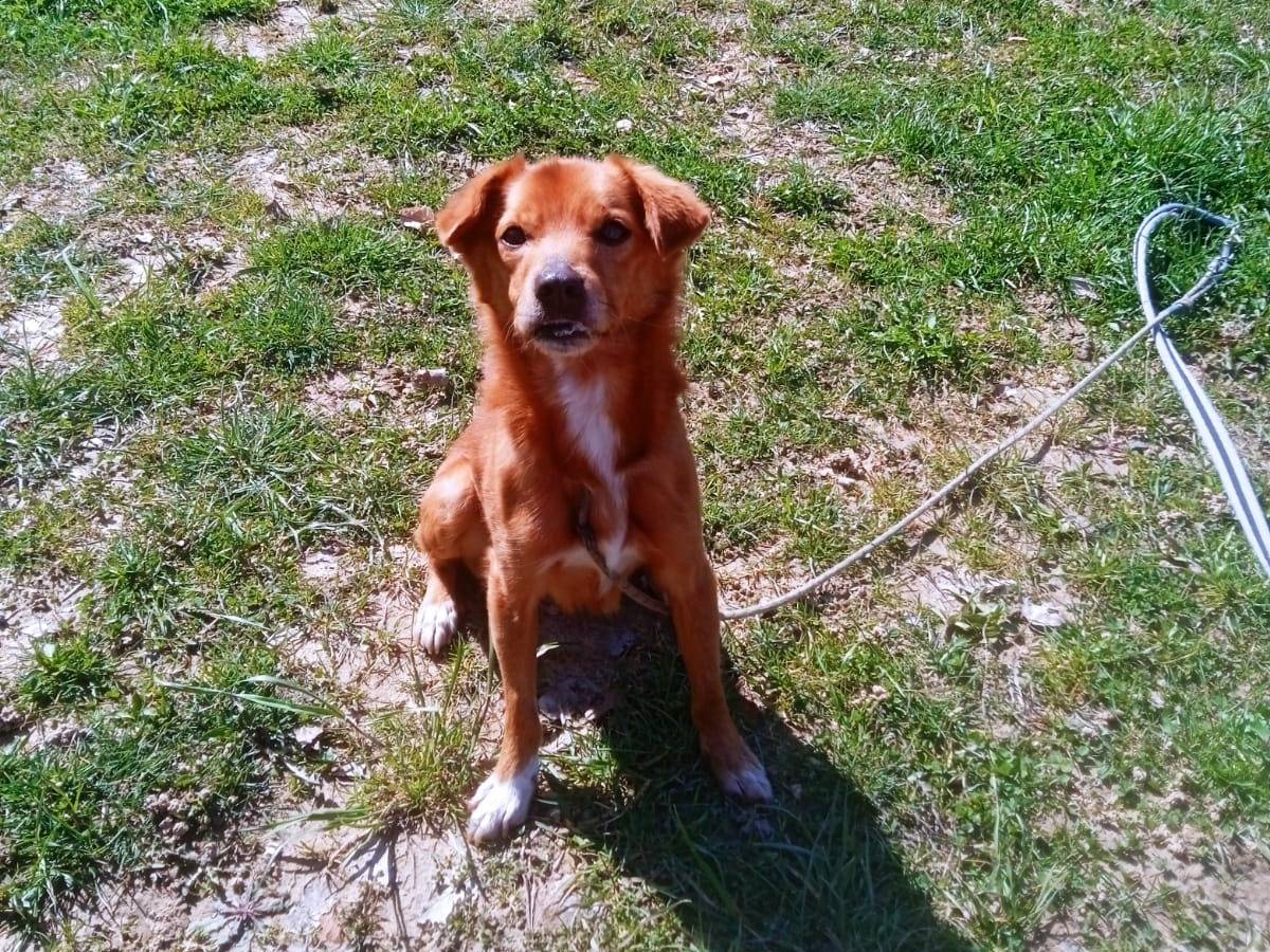 Adotta il cane Ulisse a Verona