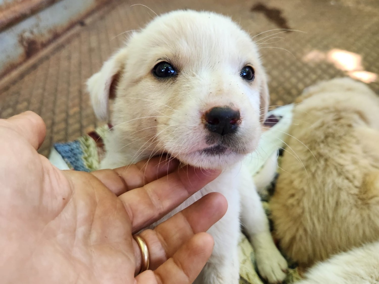 Foto dell'animale