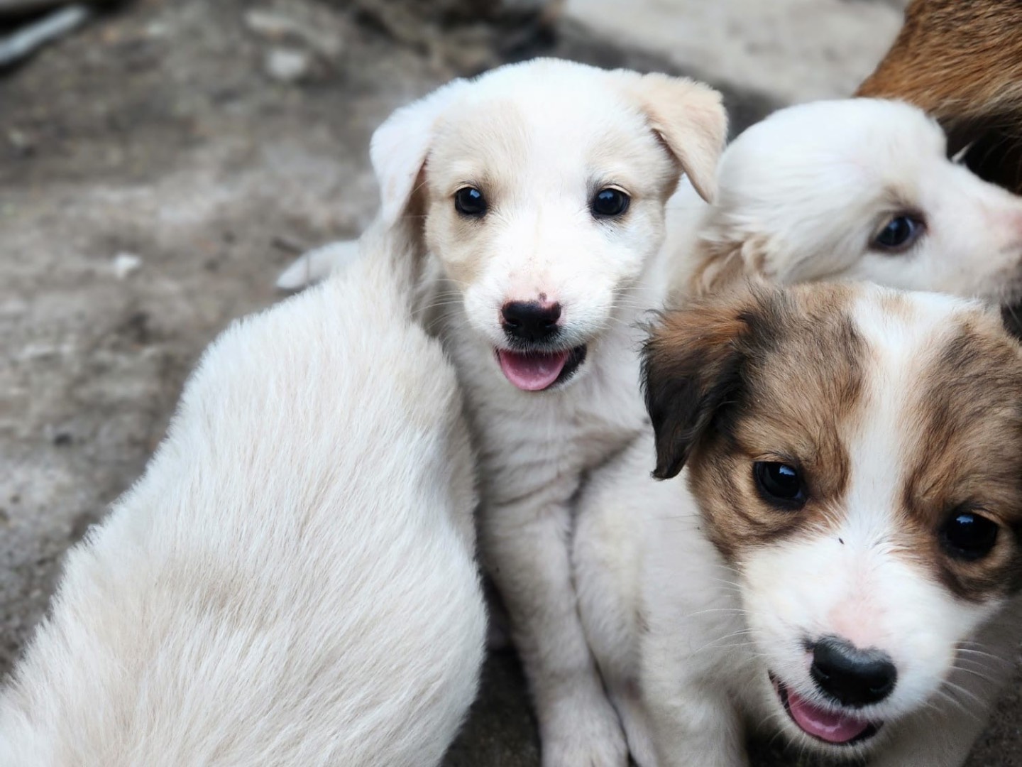 Adotta un cane, femmina, 2 mesi, Cosenza