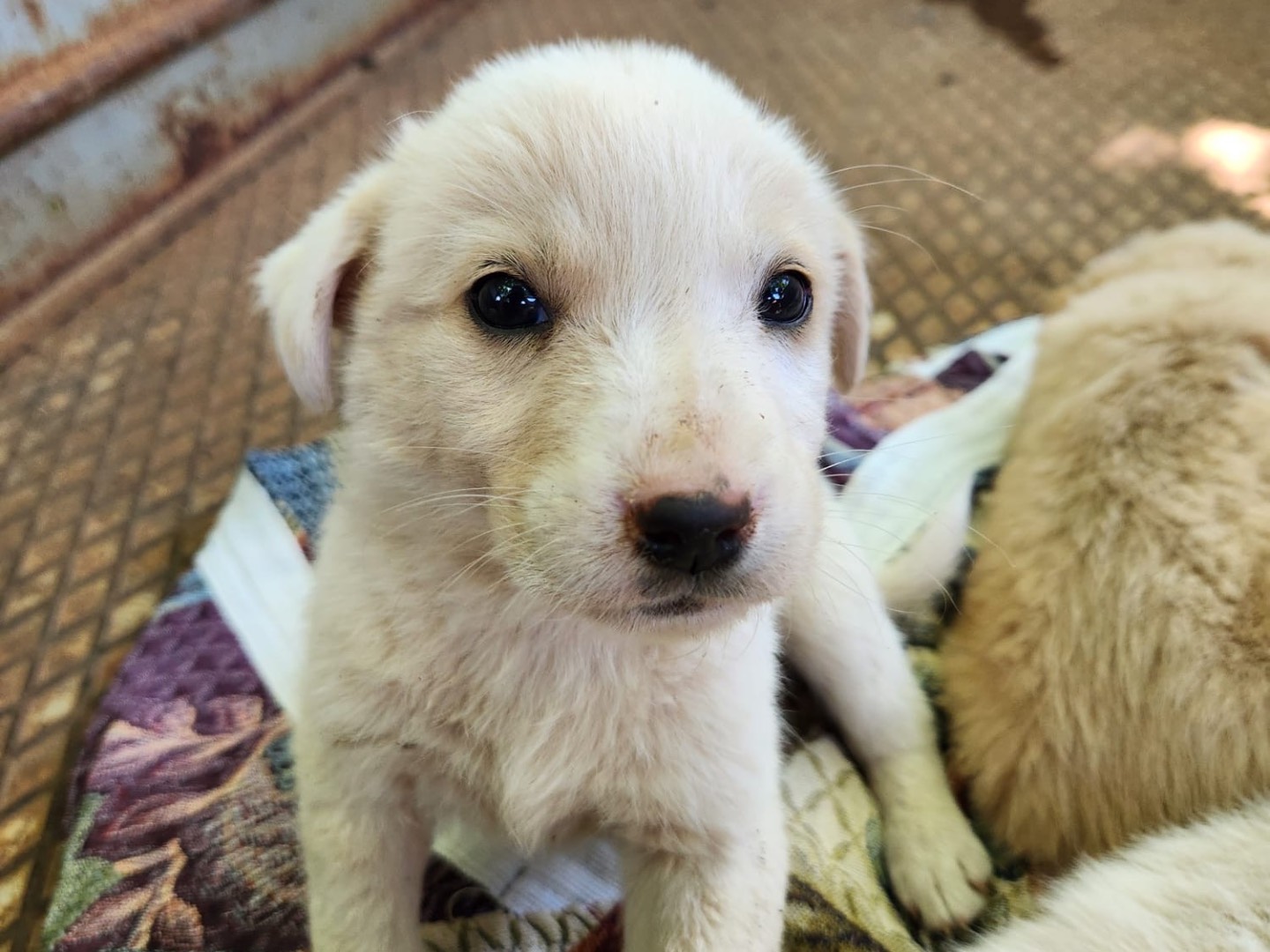 Adotta un cane, taglia media contenuta, femmina, Cosenza