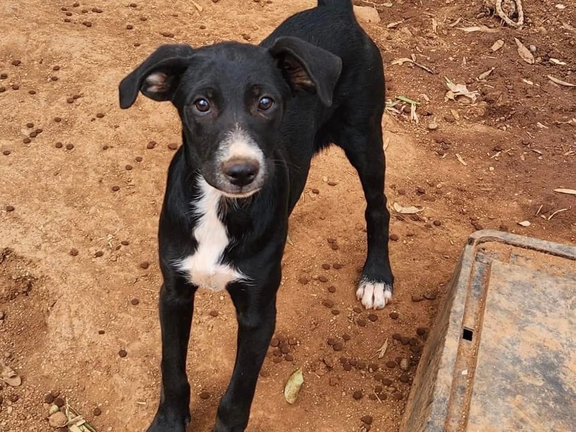 Vuoi adottare un cane a Cosenza?