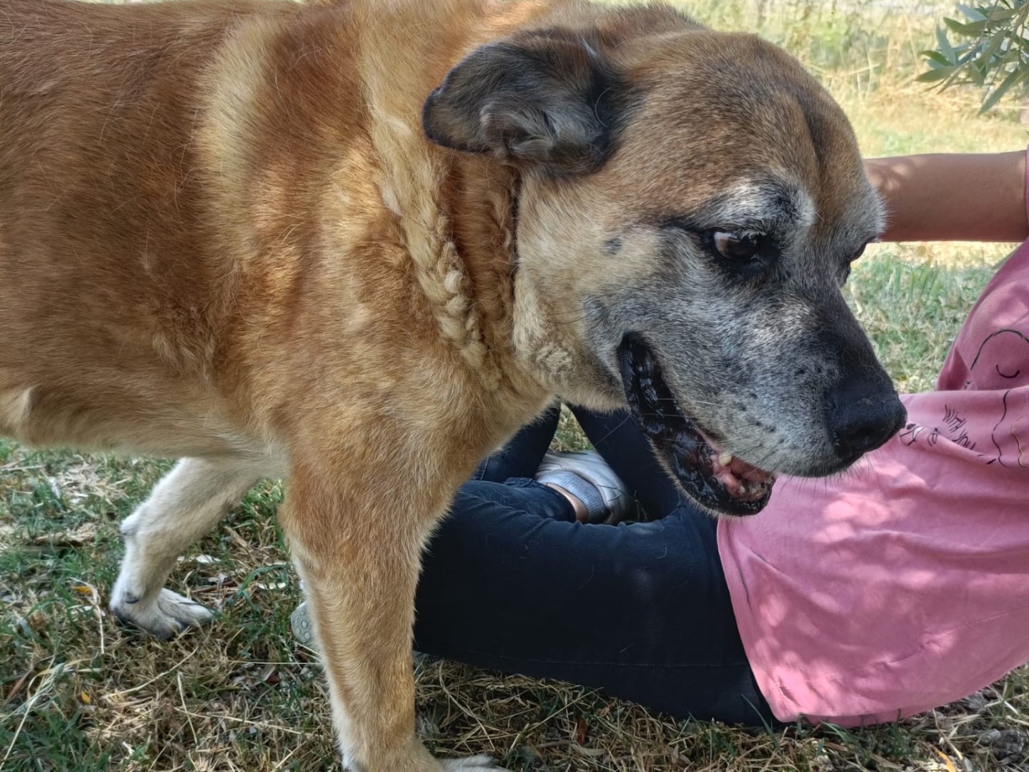 Adotta il cane Bruce a Salerno