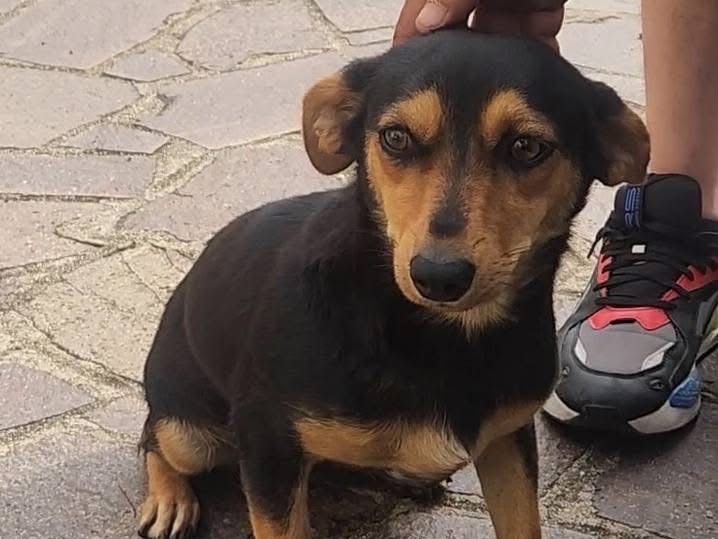 Foto 3 dell'animale