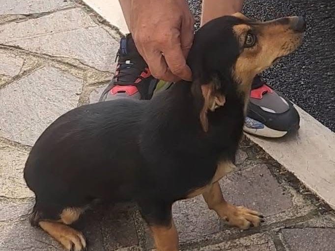 Vuoi adottare un cane a Cosenza?