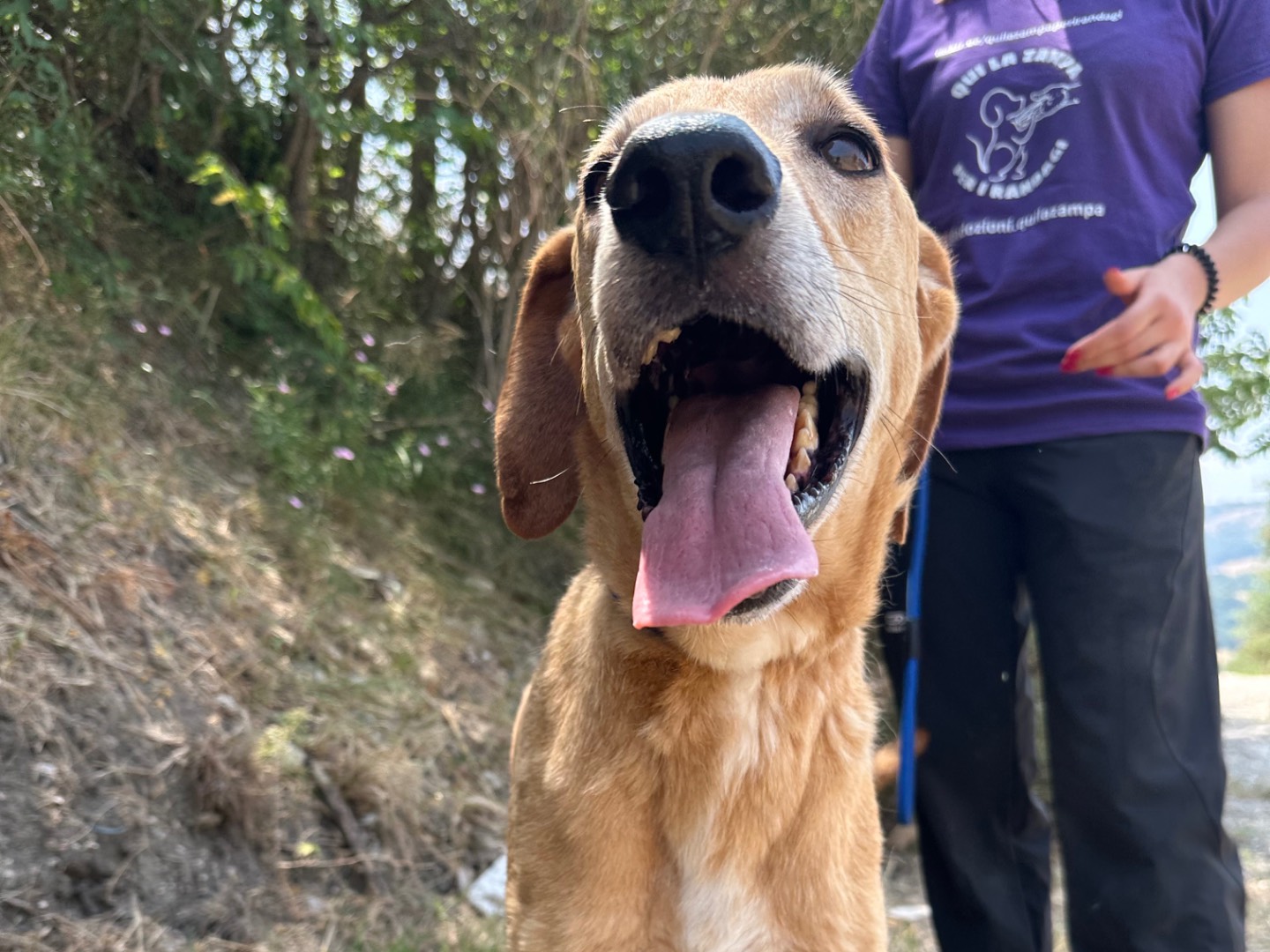 Adotta il cane Sirio a Salerno