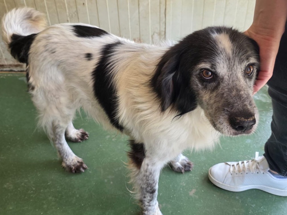 Vuoi adottare un cane a Pescara?