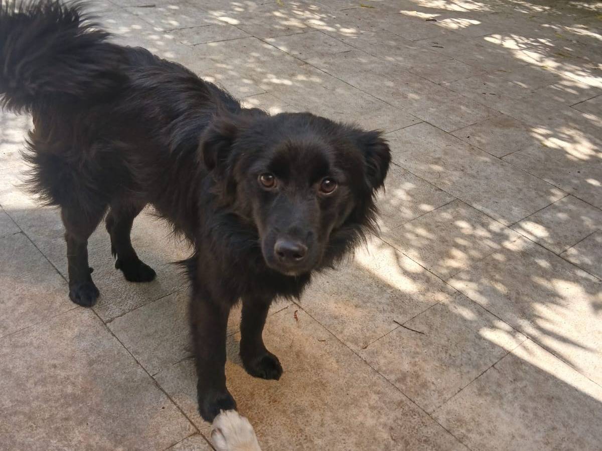 Vuoi adottare un cane a Bari?