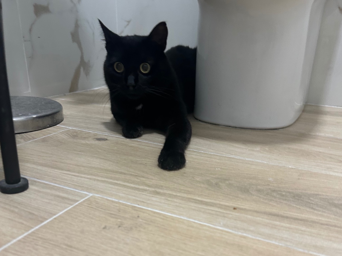 Adotta un gatto, taglia non valida, maschio, Salerno