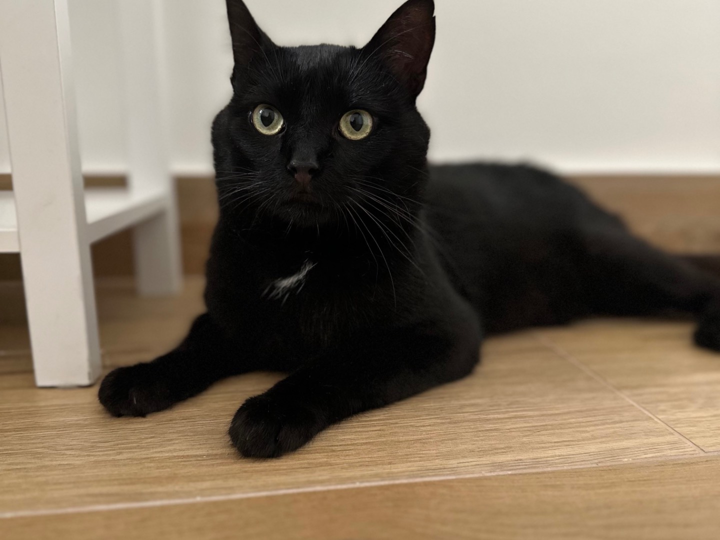 Adotta il gatto Capitano  a Salerno