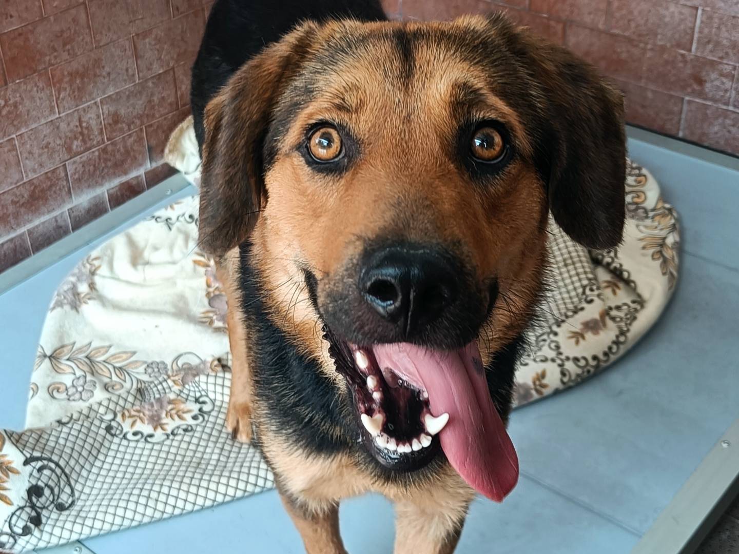 Adozione cane, femmina, Razza sconosciuta Razza sconosciuta, 1 anno e 2 mesi, taglia media, Milano