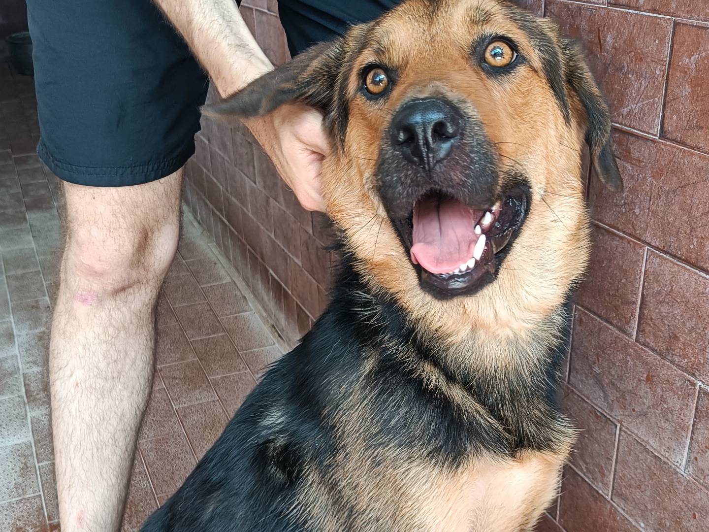 Adotta un cane, femmina, 1 anno e 2 mesi, Milano