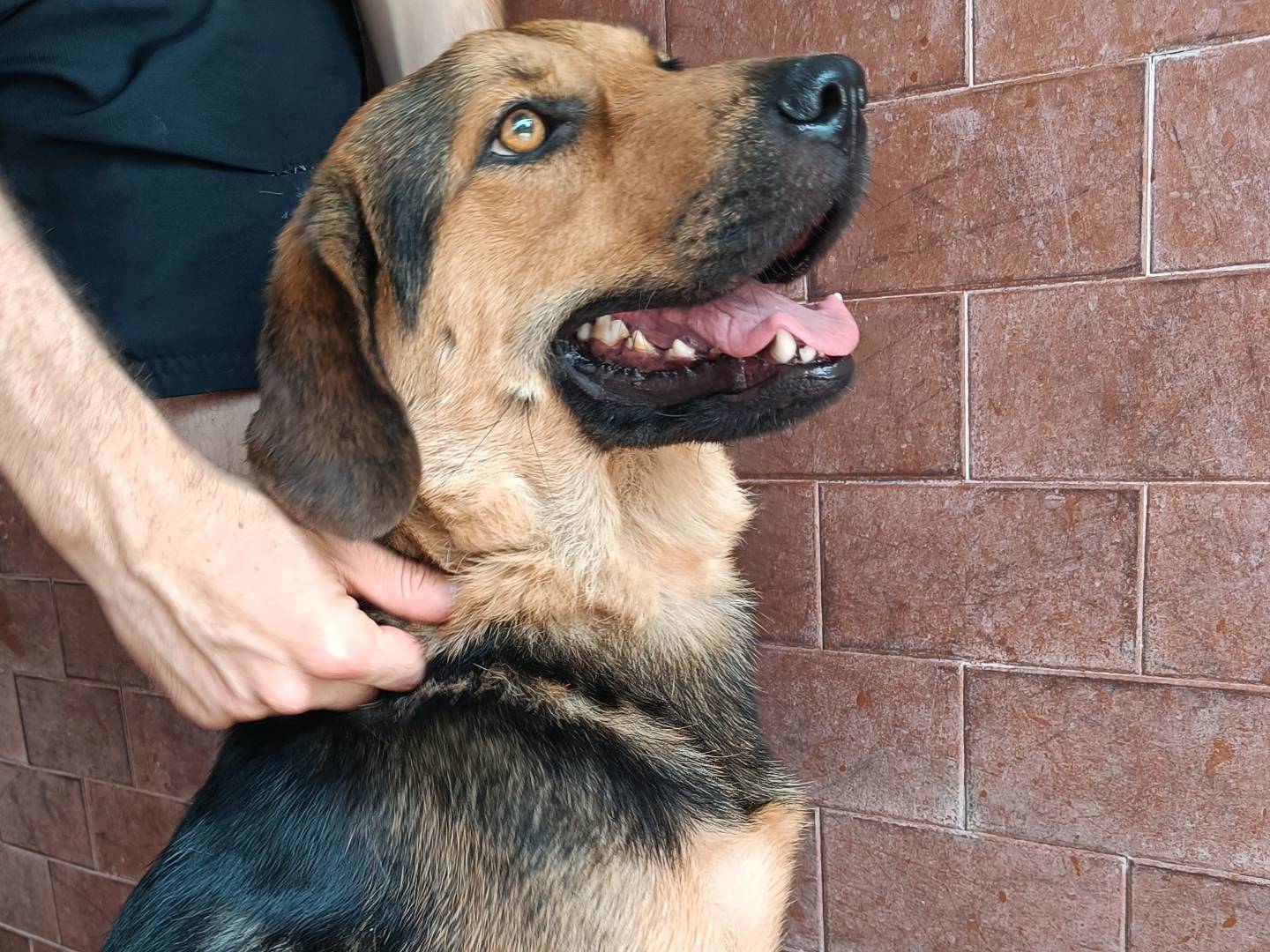 Adotta un cane, taglia media, femmina, Milano