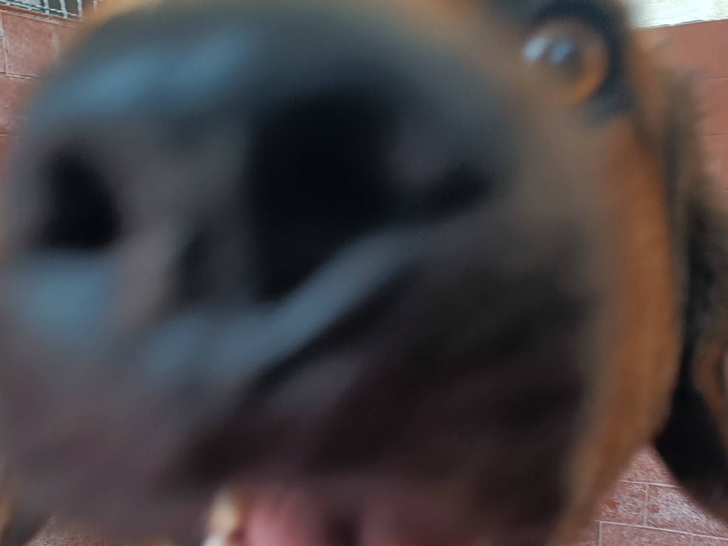 Vuoi adottare un cane a Milano?