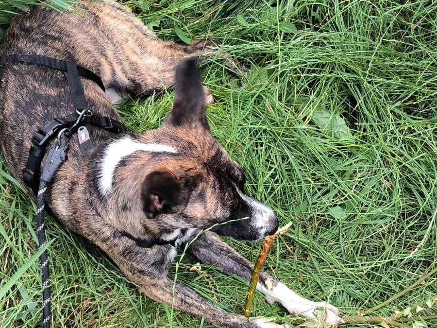 Vuoi adottare un cane a Milano?