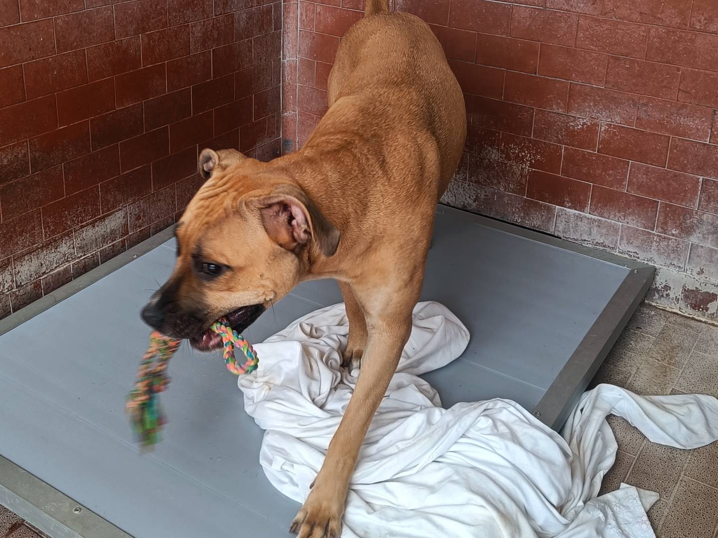 Vuoi adottare un cane a Milano?