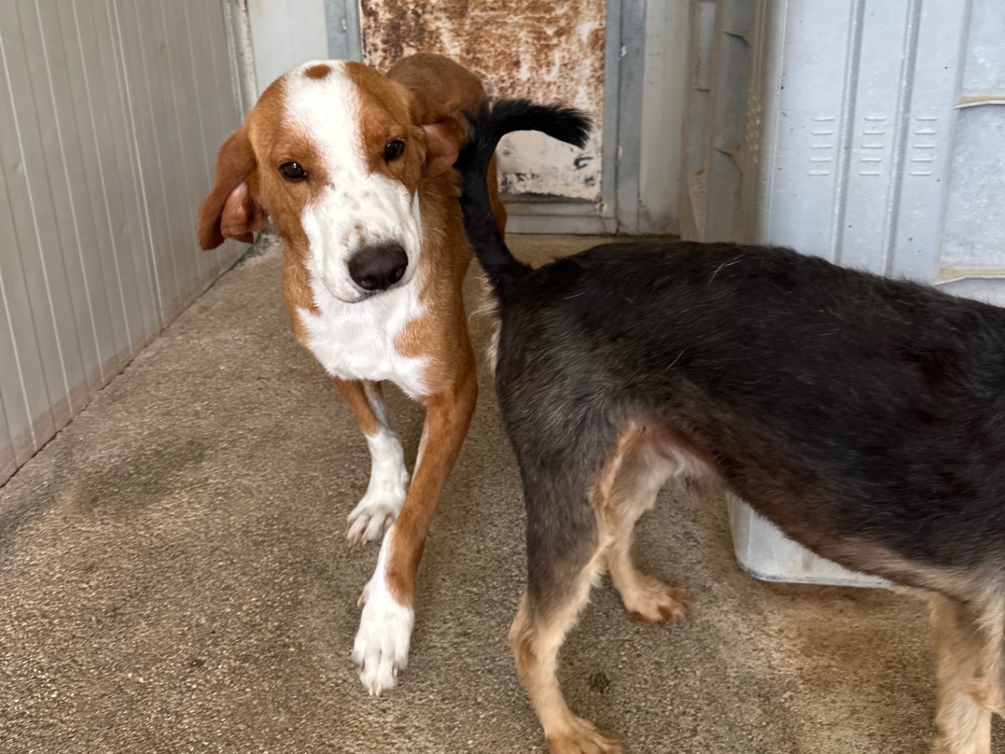 Adotta il cane Ulisse a Salerno
