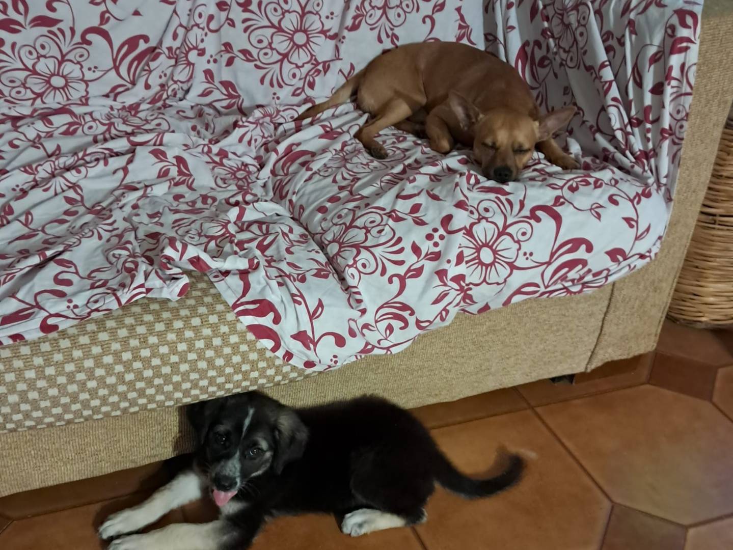 Foto dell'animale