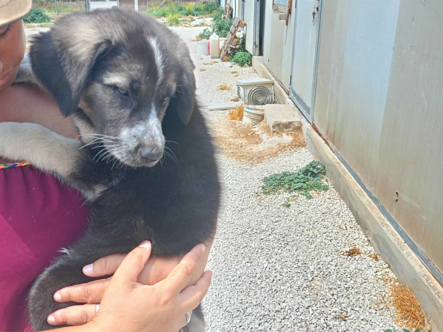 Vuoi adottare un cane a Ragusa?