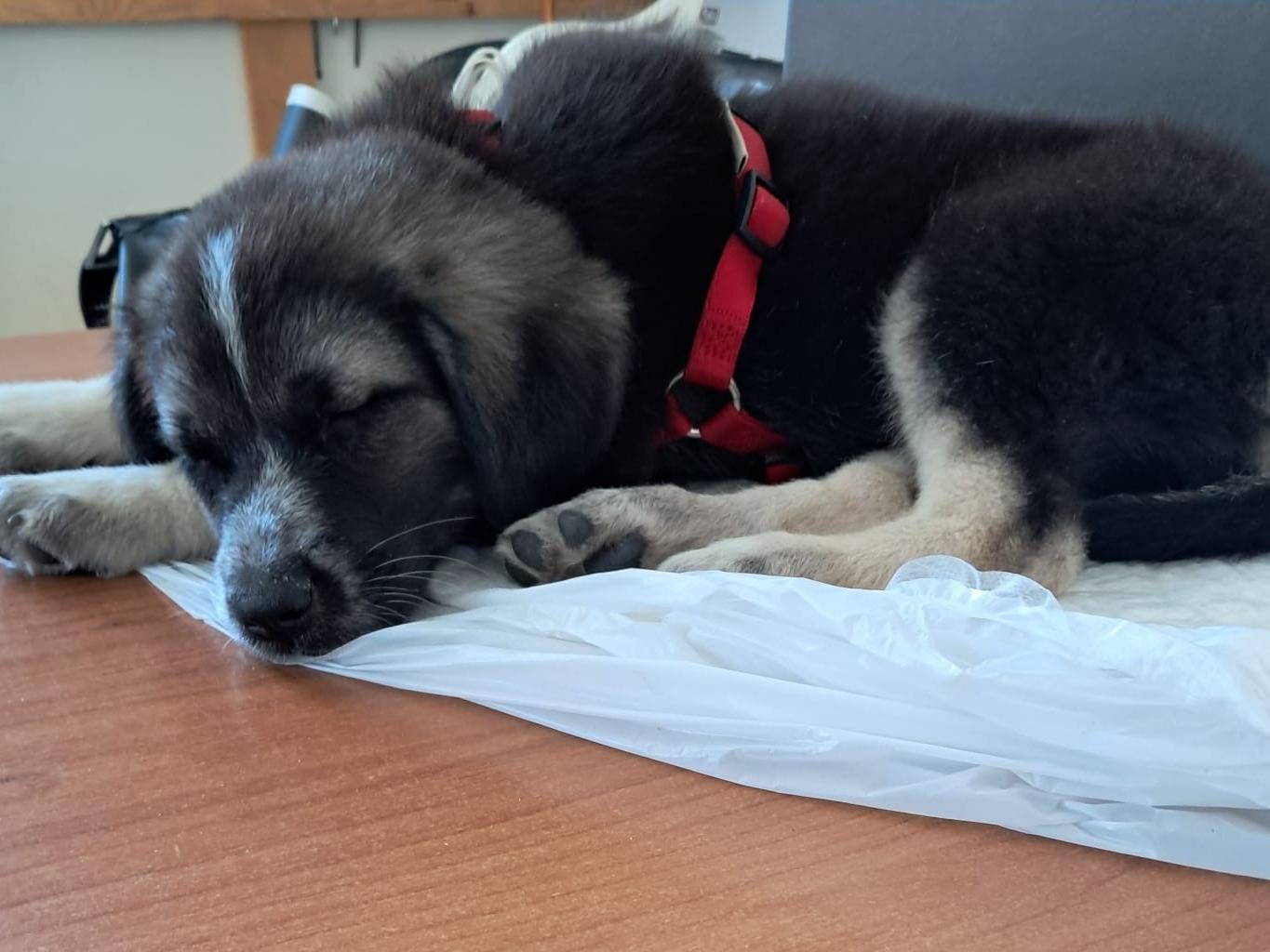 Adotta il cane Mina a Ragusa