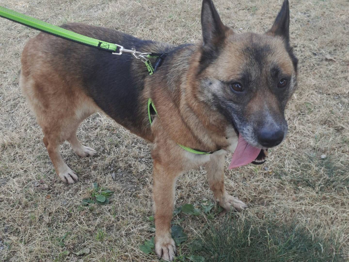 Vuoi adottare un cane a Milano?