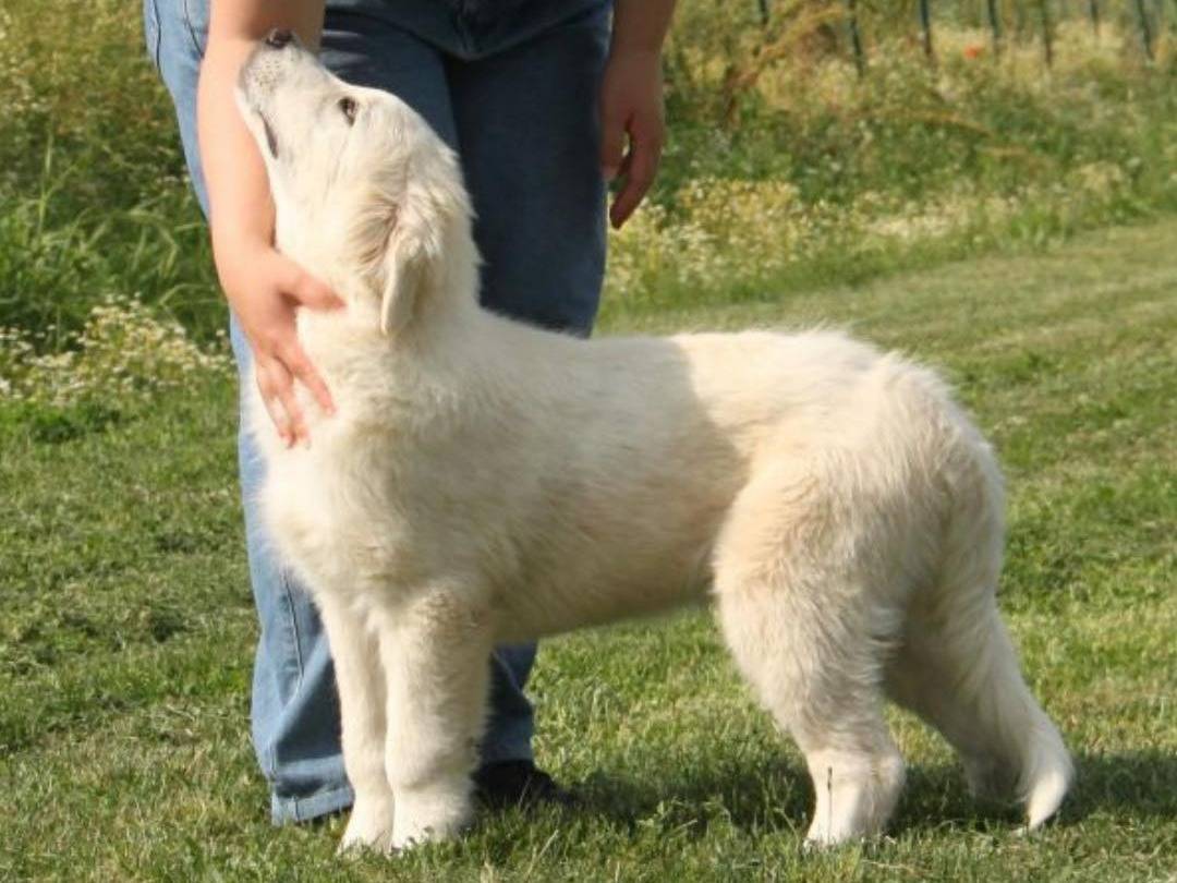 Adotta il cane OLAF a Piacenza