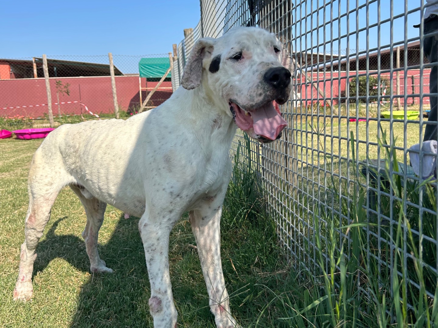 Adotta un cane, taglia media, maschio, Latina