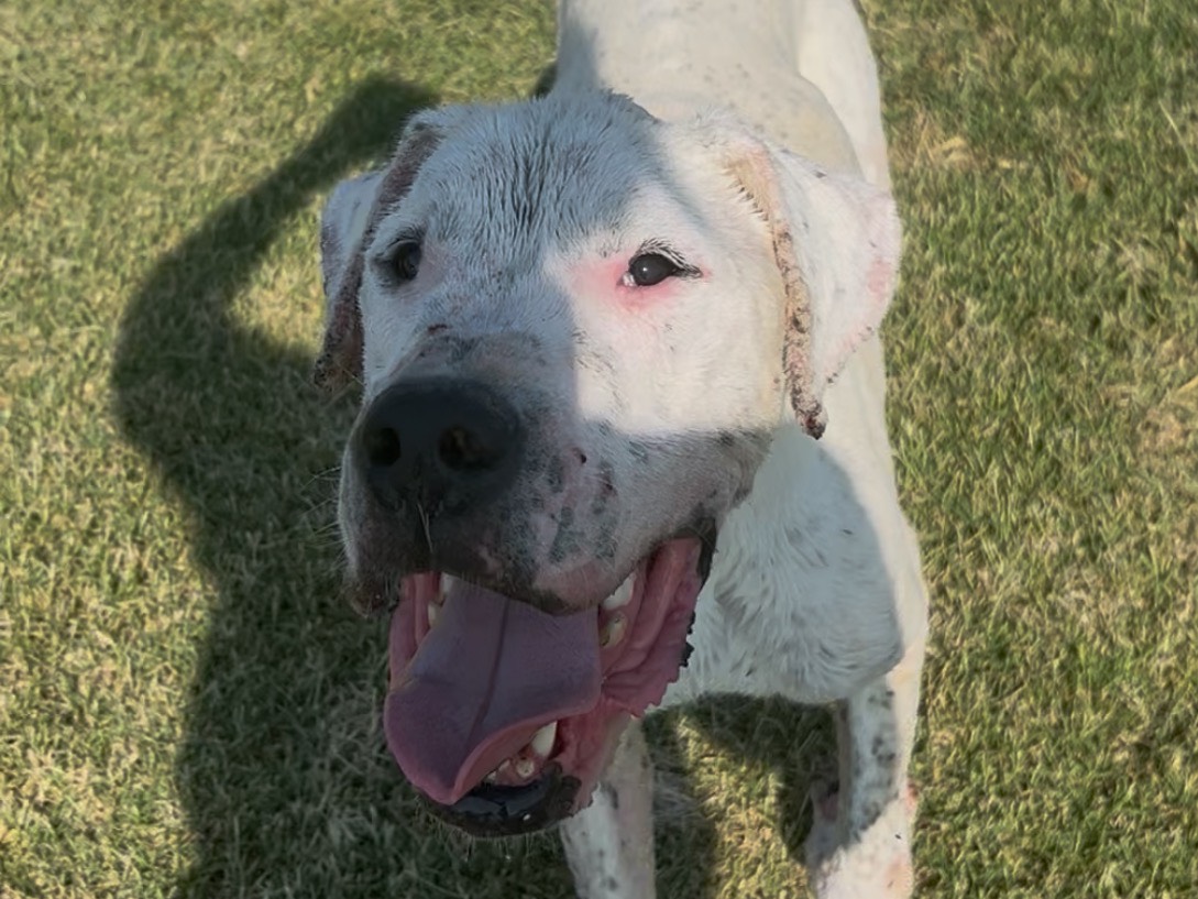 Adotta il cane Dugo a Latina