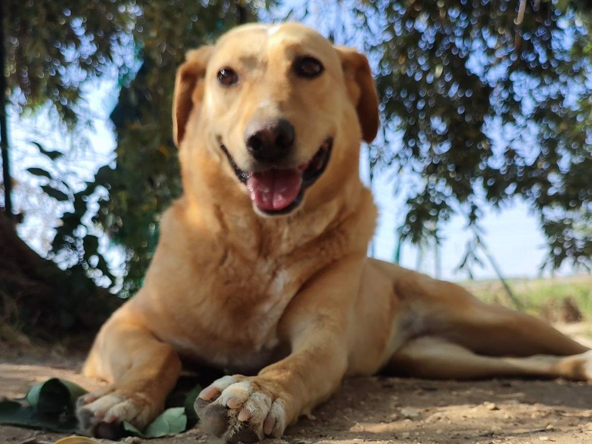 Adotta un cane, femmina, 7 anni  e 7 mesi , Agrigento