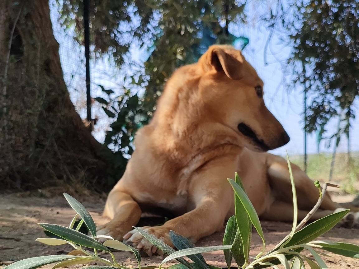 Adotta il cane Mia a Agrigento