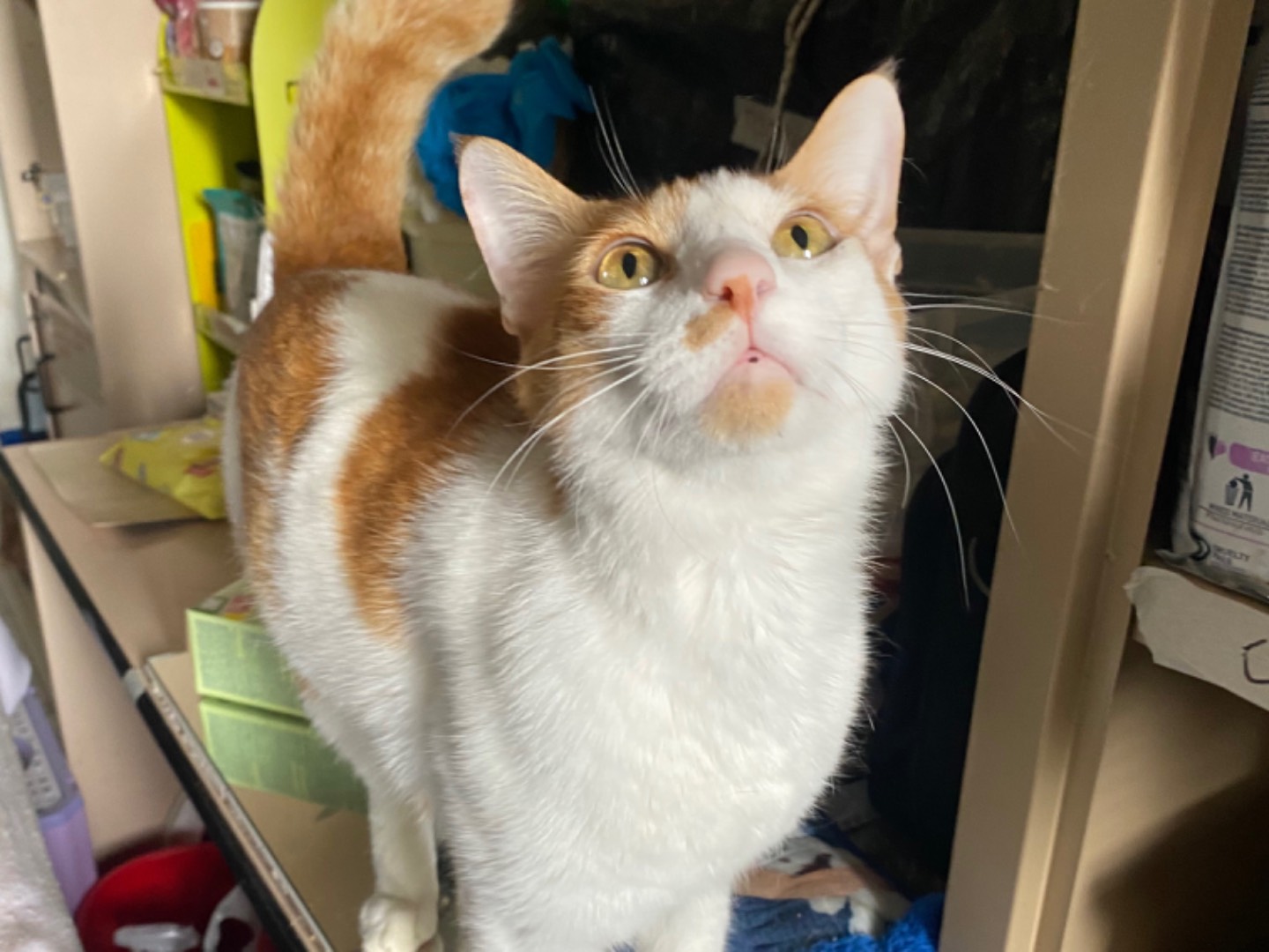 Adotta un gatto, maschio, 1 anno e 5 mesi , Teramo