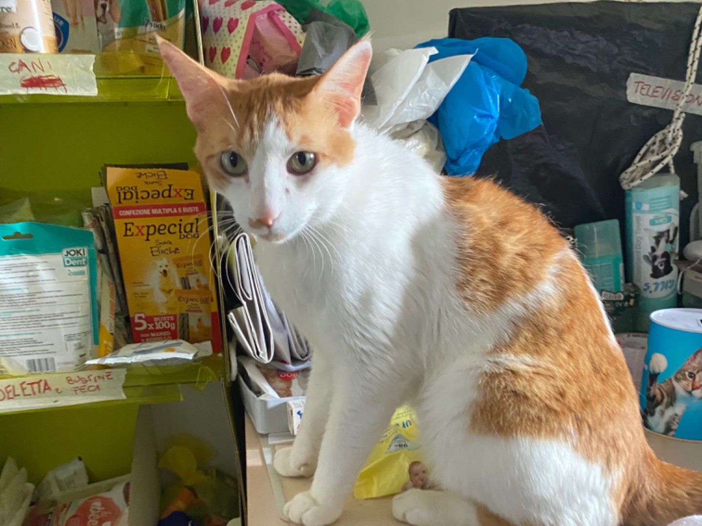 Adotta il gatto Papacito a Teramo