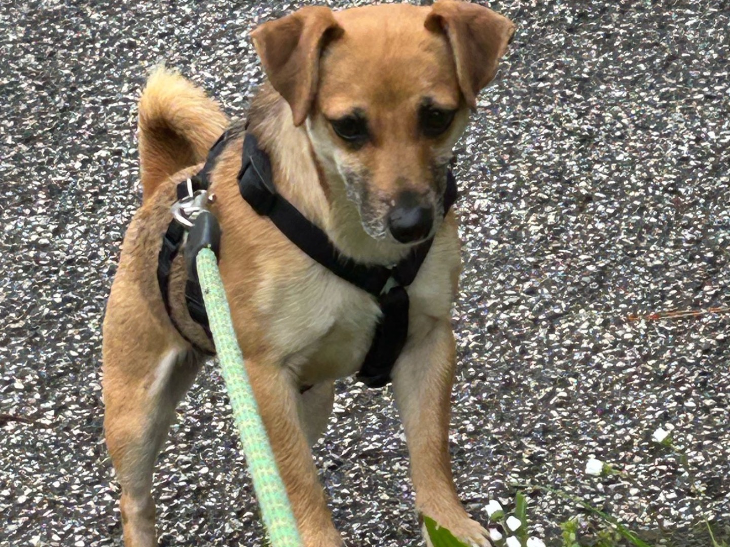 Adotta un cane, taglia piccola, femmina, Milano